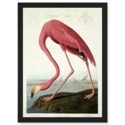 Artery8 Painting Nature Audubon American Flamingo A4 Artwork Framed Wall Art Print in Black - thumbnail 1