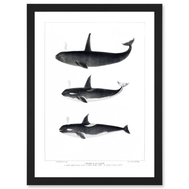 Artery8 Orca Killer Whales Nature Ocean Sea Life Artwork Framed Wall Art Print A4 in Black - image 1
