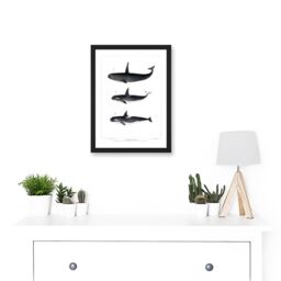Artery8 Orca Killer Whales Nature Ocean Sea Life Artwork Framed Wall Art Print A4 in Black - thumbnail 2