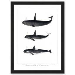 Artery8 Orca Killer Whales Nature Ocean Sea Life Artwork Framed Wall Art Print A4 in Black - thumbnail 1