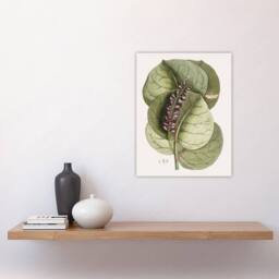 "Artery8 Mangrove Grape Tree Vintage Botanical Catesby Wall Art Poster Print in Green - Size: W12"" x H16""" - thumbnail 4