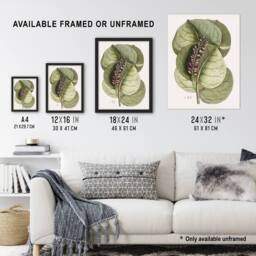 "Artery8 Mangrove Grape Tree Vintage Botanical Catesby Wall Art Poster Print in Green - Size: W12"" x H16""" - thumbnail 3