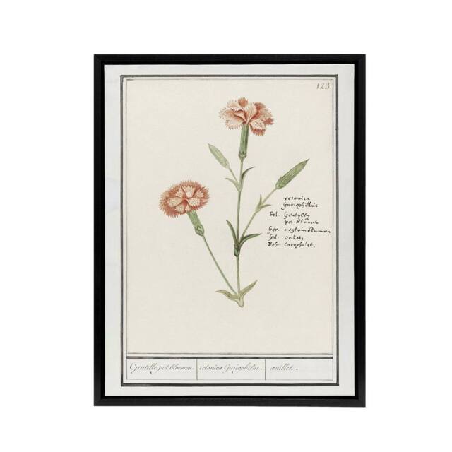 "Artery8 Carnation Dianthus Flower Anselmus de Boodt Framed Canvas Wall Art in White - Size: W12"" x H16""" - image 1