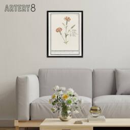 "Artery8 Carnation Dianthus Flower Anselmus de Boodt Framed Canvas Wall Art in White - Size: W12"" x H16""" - thumbnail 3
