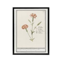 "Artery8 Carnation Dianthus Flower Anselmus de Boodt Framed Canvas Wall Art in White - Size: W12"" x H16""" - thumbnail 1