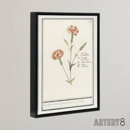 "Artery8 Carnation Dianthus Flower Anselmus de Boodt Framed Canvas Wall Art in White - Size: W12"" x H16""" - thumbnail 2