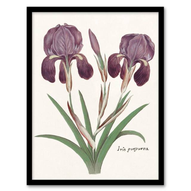 Artery8 Purple iris germanica Anselmus de Boodt Framed Wall Art Print in White - Size: A4 - image 1