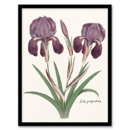 Artery8 Purple iris germanica Anselmus de Boodt Framed Wall Art Print in White - Size: A4 - thumbnail 1
