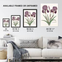 Artery8 Purple iris germanica Anselmus de Boodt Framed Wall Art Print in White - Size: A4 - thumbnail 3