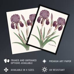 Artery8 Purple iris germanica Anselmus de Boodt Framed Wall Art Print in White - Size: A4 - thumbnail 2