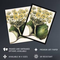 Artery8 New Zealand Korikori Buttercup Flower Featon Framed Wall Art Print in Beige - Size: A4 - thumbnail 2