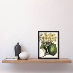 Artery8 New Zealand Korikori Buttercup Flower Featon Framed Wall Art Print in Beige - Size: A4 - thumbnail 4
