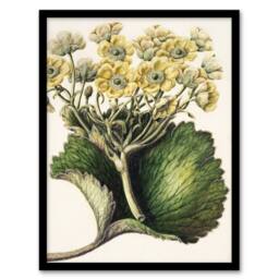 Artery8 New Zealand Korikori Buttercup Flower Featon Framed Wall Art Print in Beige - Size: A4 - thumbnail 1
