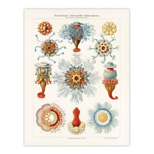 "Artery8 Marine Jellyfish in sea colourful Haeckel Vintage Wall Art Print Poster in White - Size: W12"" x H16""" - image 1