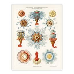"Artery8 Marine Jellyfish in sea colourful Haeckel Vintage Wall Art Print Poster in White - Size: W12"" x H16""" - thumbnail 1