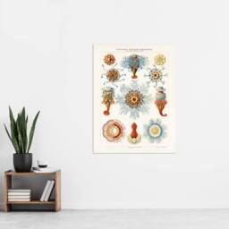 "Artery8 Marine Jellyfish in sea colourful Haeckel Vintage Wall Art Print Poster in White - Size: W12"" x H16""" - thumbnail 4