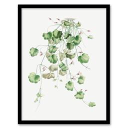 Artery8 Redoute Framed Wall Art Kenilworth Ivy Vintage Botanical Illustration in White - Size: A4 - thumbnail 1