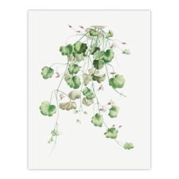 Artery8 Redoute Framed Wall Art Kenilworth Ivy Vintage Botanical Illustration in White - Size: A4 - thumbnail 3