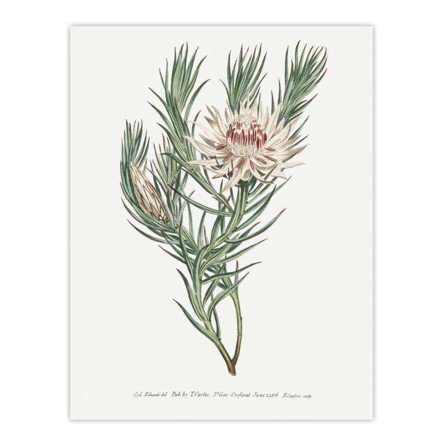 "Artery8 Francis Sansom Dagger Leaf Sugarbush Flower Bloom Wall Art Print in White - Size: W12"" x H16""" - image 1