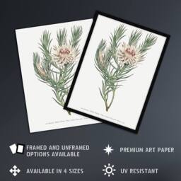 "Artery8 Francis Sansom Dagger Leaf Sugarbush Flower Bloom Wall Art Print in White - Size: W12"" x H16""" - thumbnail 2