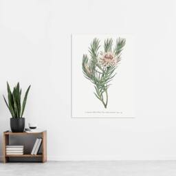 "Artery8 Francis Sansom Dagger Leaf Sugarbush Flower Bloom Wall Art Print in White - Size: W12"" x H16""" - thumbnail 4