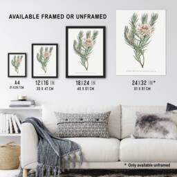 "Artery8 Francis Sansom Dagger Leaf Sugarbush Flower Bloom Wall Art Print in White - Size: W12"" x H16""" - thumbnail 3