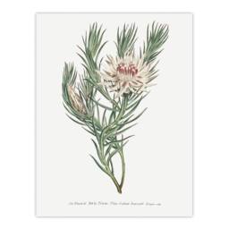 "Artery8 Francis Sansom Dagger Leaf Sugarbush Flower Bloom Wall Art Print in White - Size: W12"" x H16""" - thumbnail 1
