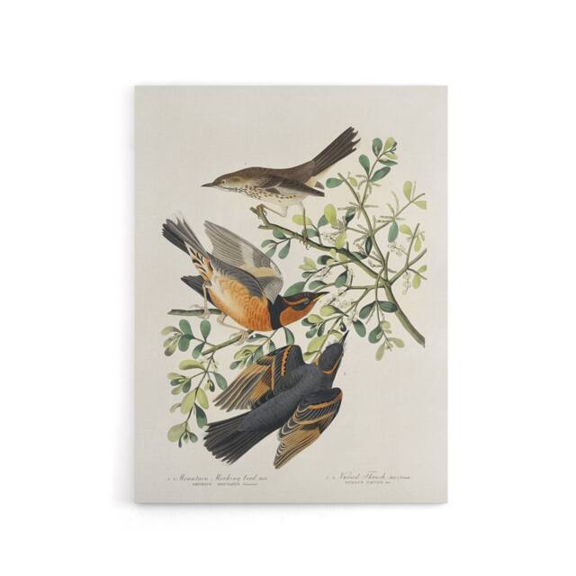 "Artery8 Mountain Mocking Bird & Thrush Audubon Nature Canvas Wall Art in White - Size: W18"" x H24""" - image 1