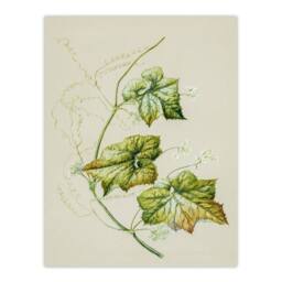 "Artery8 New Zealand Sicyos Australis Mawhai Plant Featon Wall Art Print in Beige - Size: W18"" x H24""" - thumbnail 1