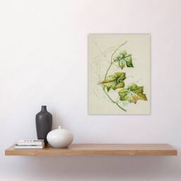 "Artery8 New Zealand Sicyos Australis Mawhai Plant Featon Wall Art Print in Beige - Size: W18"" x H24""" - thumbnail 4