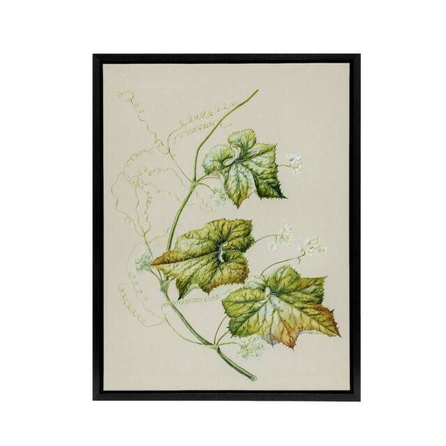 "Artery8 New Zealand Sicyos Australis Mawhai Plant Featon Framed Canvas Art in Beige - Size: W12"" x H16""" - image 1