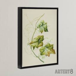 "Artery8 New Zealand Sicyos Australis Mawhai Plant Featon Framed Canvas Art in Beige - Size: W12"" x H16""" - thumbnail 2