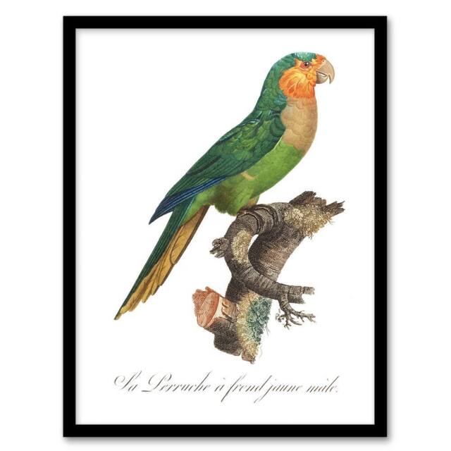 Artery8 The Yellow Headed Amazon Parrot Levaillant Framed Wall Art Print in White - Size: A4 - image 1