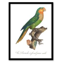 Artery8 The Yellow Headed Amazon Parrot Levaillant Framed Wall Art Print in White - Size: A4 - thumbnail 1