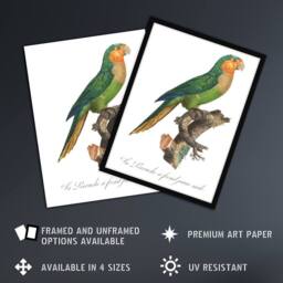 Artery8 The Yellow Headed Amazon Parrot Levaillant Framed Wall Art Print in White - Size: A4 - thumbnail 2