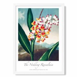 ARTZE Vintage Floral Exhibition - Renealmia Flower Framed Print SIZE: A3 with White Frame in Red - Size: A4