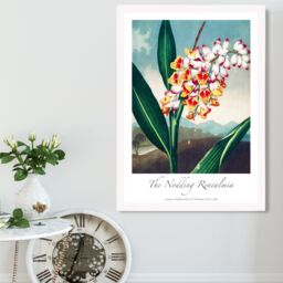 ARTZE Vintage Floral Exhibition - Renealmia Flower Framed Print SIZE: A3 with White Frame in Red - Size: A4 - thumbnail 2