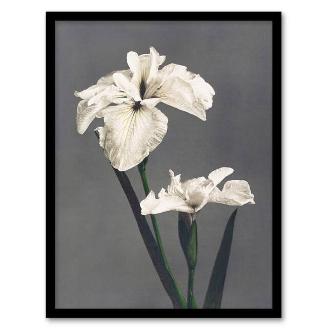Artery8 White Water Iris Flowers Vintage Japan Framed Wall Art Print Kazumasa in Grey - Size: A4 - image 1