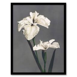 Artery8 White Water Iris Flowers Vintage Japan Framed Wall Art Print Kazumasa in Grey - Size: A4 - thumbnail 1
