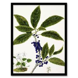 Artery8 New Zealand Mahoe Whiteywood Plant Featon Framed Wall Art Print in Beige - Size: A4 - thumbnail 1