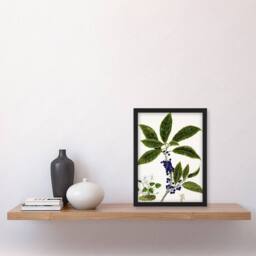 Artery8 New Zealand Mahoe Whiteywood Plant Featon Framed Wall Art Print in Beige - Size: A4 - thumbnail 4
