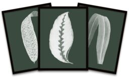 "Wee Blue Coo Wall Art Print Botanics Hunter Green White Leaves Ferns Nature Black Framed Poster Pack of 3 - Size: W12"" x H16""" - thumbnail 1
