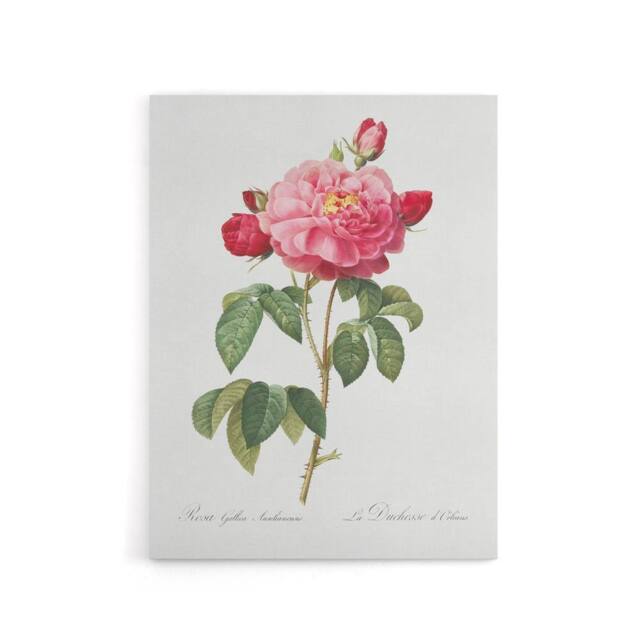 "Artery8 French Rose Botanical Redoute Vintage Canvas Wall Art in White - Size: W18"" x H24""" - image 1