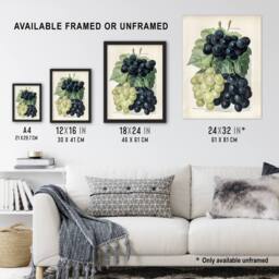 Artery8 Vintage Illustration of Grape Varieties Wright Framed Wall Art Print in White - Size: A4 - thumbnail 3