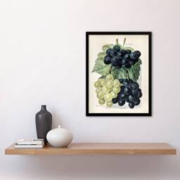 Artery8 Vintage Illustration of Grape Varieties Wright Framed Wall Art Print in White - Size: A4 - thumbnail 4