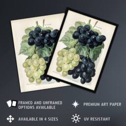 Artery8 Vintage Illustration of Grape Varieties Wright Framed Wall Art Print in White - Size: A4 - thumbnail 2