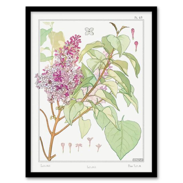 Artery8 Maurice Pillard Verneuil Framed Wall Art Print Lilac Flower Plant in White - Size: A4 - image 1