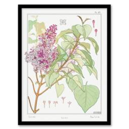 Artery8 Maurice Pillard Verneuil Framed Wall Art Print Lilac Flower Plant in White - Size: A4 - thumbnail 1
