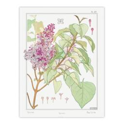 Artery8 Maurice Pillard Verneuil Framed Wall Art Print Lilac Flower Plant in White - Size: A4 - thumbnail 3