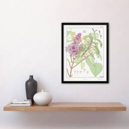 Artery8 Maurice Pillard Verneuil Framed Wall Art Print Lilac Flower Plant in White - Size: A4 - thumbnail 2